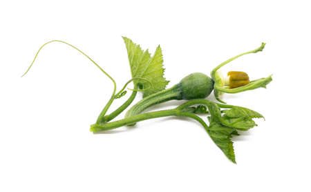 small pumpkin and pumpkin leaves on white backgroundの写真素材