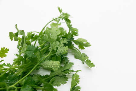 coriander leaves over on white backgroundの写真素材