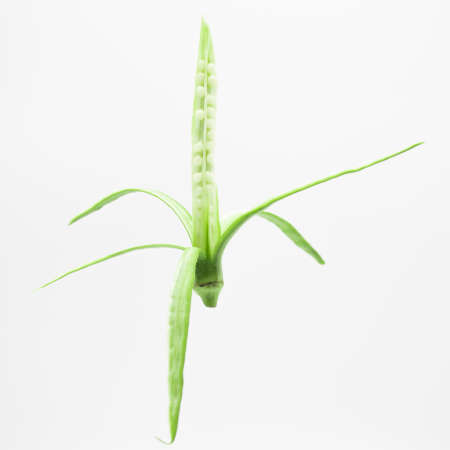 skin slice lady finger or fresh okra isolated on a white background