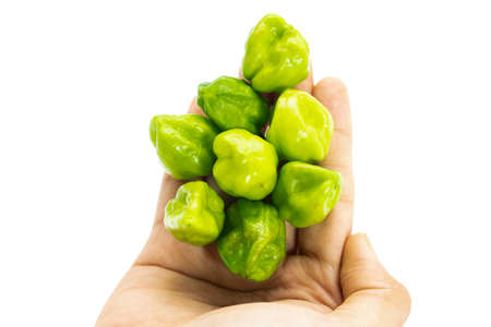 chili pepper or the Naga Morich or naga chili in hand isolate on white, spicy vegetable content