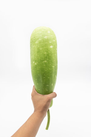 calabash or long mottled bottle gourd in a hand isolated on white backgroundの写真素材