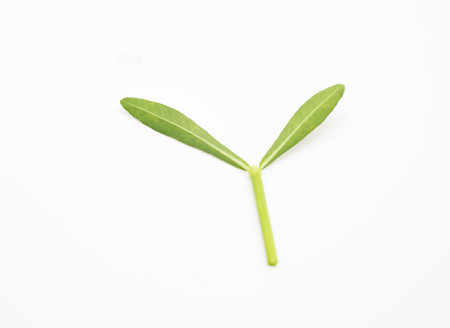 green vegetable leaf isolate on whiteの写真素材