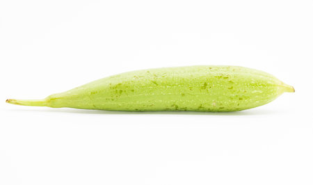 whole fresh loofah or Sponge Gourd,front viewの写真素材