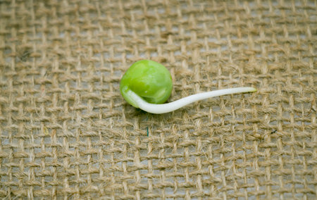 Fresh green pea and roots on background.healthy eating concept
