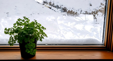 parsley in a pot on a windowsill in winter.の素材
