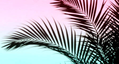 silhouette of palm leaf on pink and blue gradient background.の素材