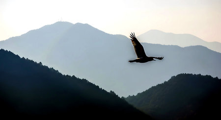 Silhouette of eagle flying over the mountains in the morning.の素材