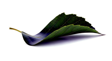 Green leaf isolated on white background. Clipping path included for easy extraction.の素材
