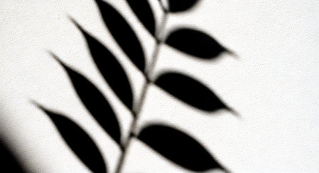 Shadow of leaves on a white wall. Abstract background for design.の素材