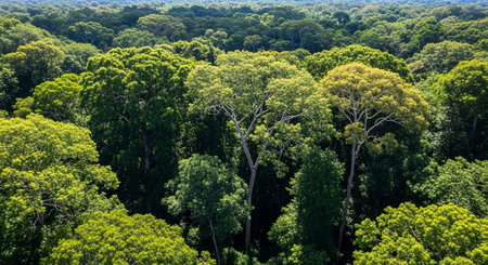 a lush green rainforest canopy stretches out below, showcasing the beauty and density of the natural worldの素材