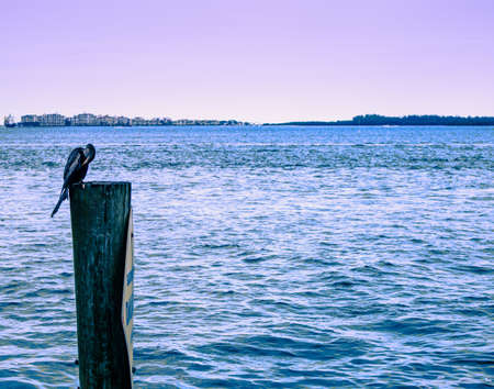 A blue heron rests on a wood pole near Brickell Key's waterfront, View of the Miami South Channel with bird in resting on a wooden pole, View of the Miami South Channel from Brickell Key Park, Sunsetの写真素材