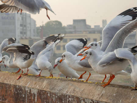 Group of Seagulls standing and shouting on bridge railing above the riverの写真素材