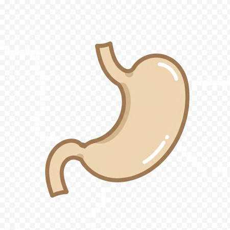 Human stomach icon. Stomach flat vector illustration on transparent background.のイラスト素材