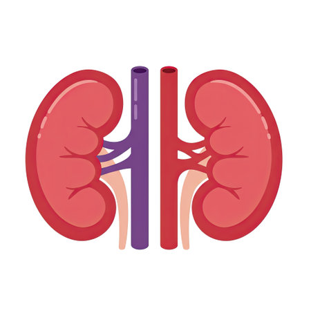 Kidney anatomy. Vector illustration in flat style isolated on white background.のイラスト素材