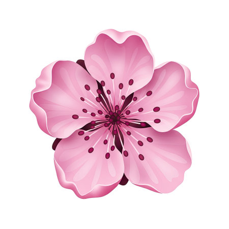 Cherry blossom isolated on white background. Cherry blossom vector illustrationのイラスト素材