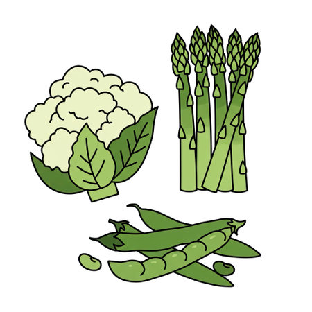 Asparagus, broccoli, peas and cauliflower. Vector illustration.のイラスト素材