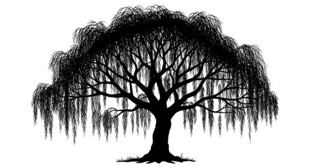Willow tree silhouette isolated on white background. Vector illustration for your designのイラスト素材