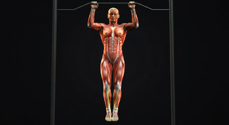 3D render of a male figure with muscle maps on a black background