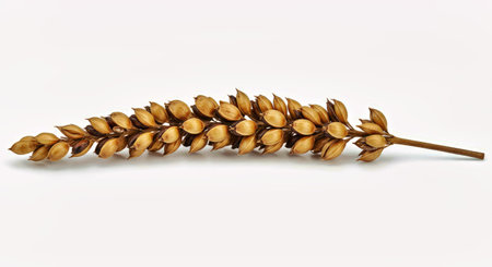 Spikelets of wheat on a white background. Isolated.の写真素材