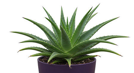 Aloe vera plant in pot isolated on white background, clipping path includedの写真素材