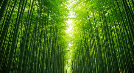 Bamboo forest in Arashiyama, Kyoto, Japan.の写真素材