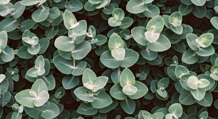 Background of green eucalyptus leaves. Toned.の写真素材