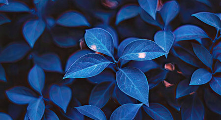Close-up of blue leaves on dark background. Nature background.
