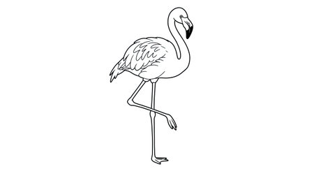 Flamingo. Vector illustration of a flamingo on a white background.のイラスト素材