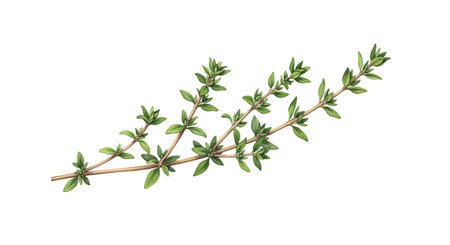 Thyme branch isolated on white background. Fresh thyme twig.の写真素材