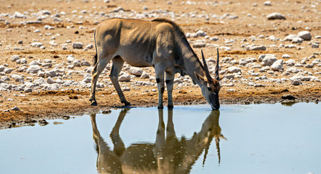 An antelope drinking at a waterhole in Etosha National Park, Namibiaの写真素材