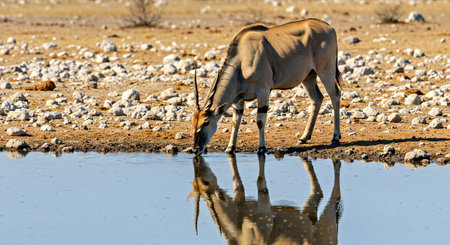 An antelope drinking at a waterhole in Etosha National Park, Namibiaの写真素材