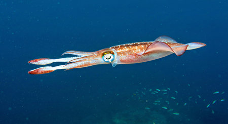 Cuttlefish in the Red Seaの写真素材