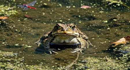 Frog in the water of a pond. Close-up.