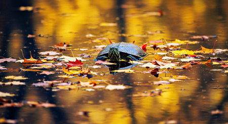Turtle in the water on a background of autumn leaves. Toned.
