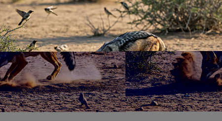 Black-backed jackal - Canis mesomelas - in the Etosha National Park, Namibia