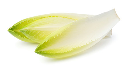 Fresh endive isolated on white background. Clipping path included.