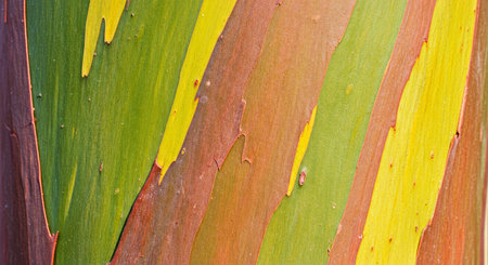 Texture of green and yellow leaves of eucalyptus treeの写真素材