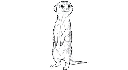 Alert Meerkat Standing Watchfully Adult Coloring Template Designのイラスト素材