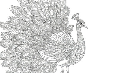 Majestic Peacock Displaying Elegant Feather Pattern Adult Coloring Designのイラスト素材
