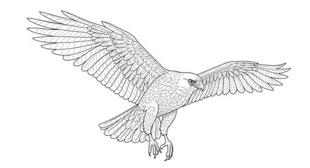 Realistic Soaring Hawk Design for Detailed Adult Bird Coloring Artのイラスト素材