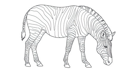 Peaceful Quiet Zebra Grazing Design for Relaxing Adult Coloring Timeのイラスト素材