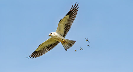 Action Packed Swallow Tailed Kite Capturing Mid Air Insectsの写真素材