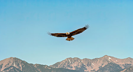 Powerful Eagle Raptor Flying High Over Rugged Mountain Landscape Blue Sky
