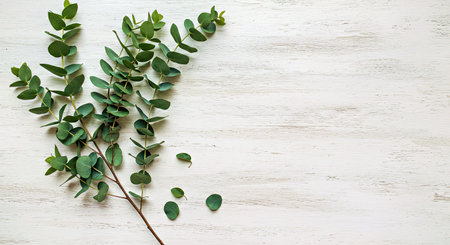 Flat Lay Arrangement of Eucalyptus Leaves on Rustic White Woodの写真素材