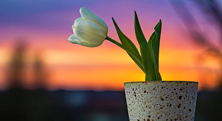 Beautiful White Tulip Blossom in Speckled Pot Bathed in Warm Sunset Lightの写真素材