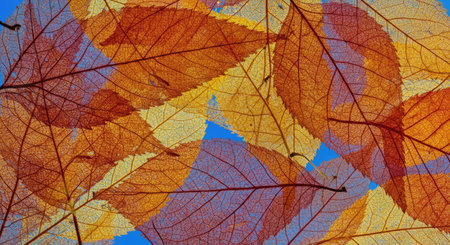 Transparent Fall Leaves Against Bright Blue Backdrop