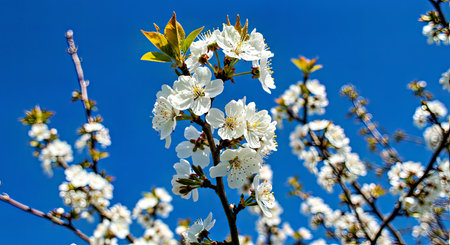 Beautiful White Tree Blossoms Early Spring Blue Sky Background Nature Scene
