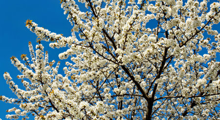 Early Spring White Tree Blossoms Clear Blue Sky Backgroundの写真素材