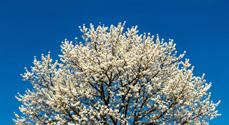 White Blossoming Tree Early Springtime Clear Blue Sky