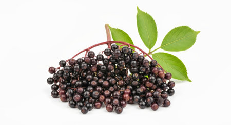Elderberry Fruit Bunch with Twig Leaf Isolated White Background Healthy Supplement